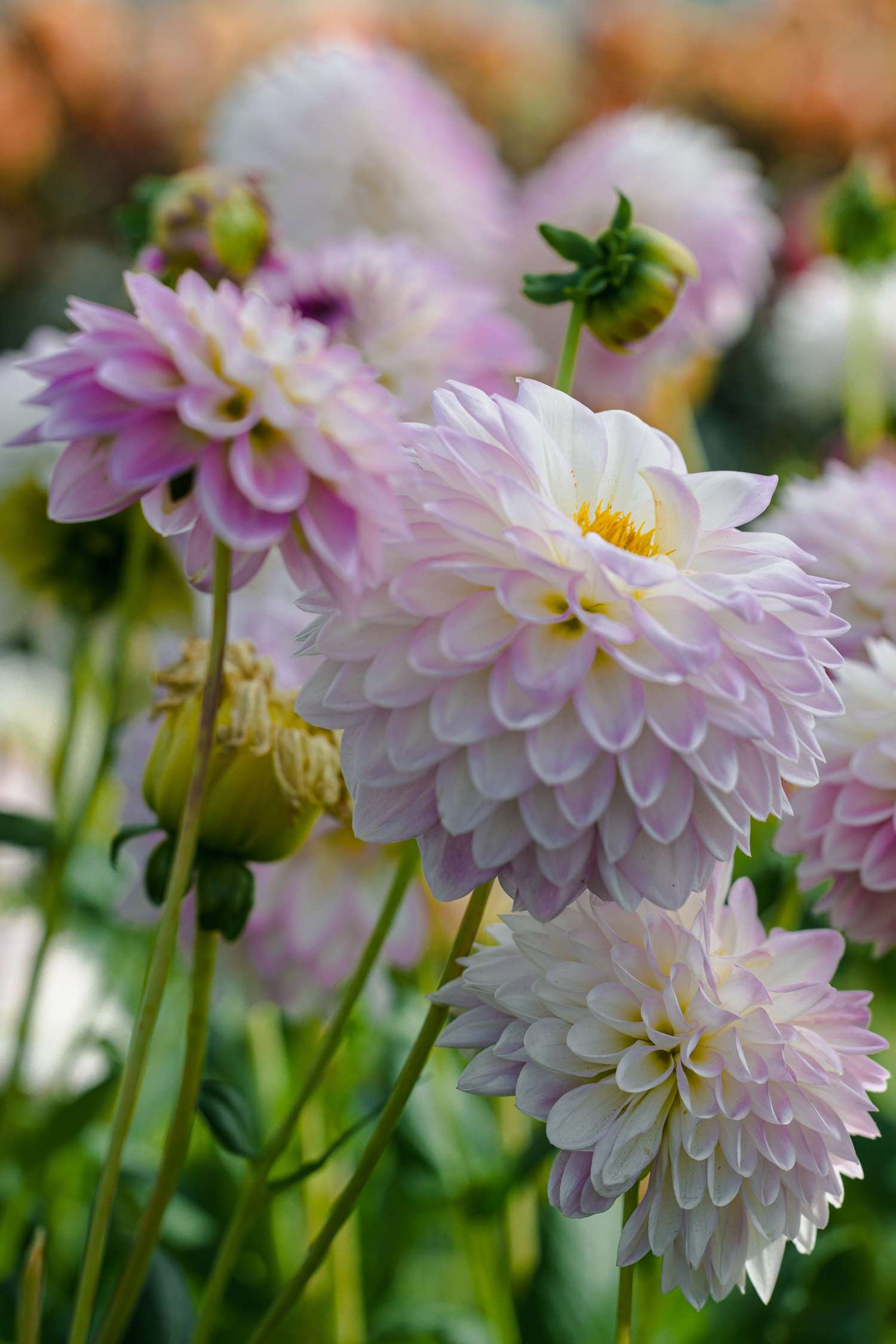 Daalia 'Arbatax'